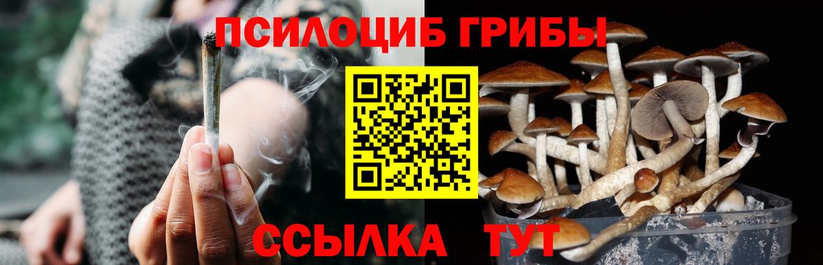 Псилоцибиновые грибы Psilocybe Якутск